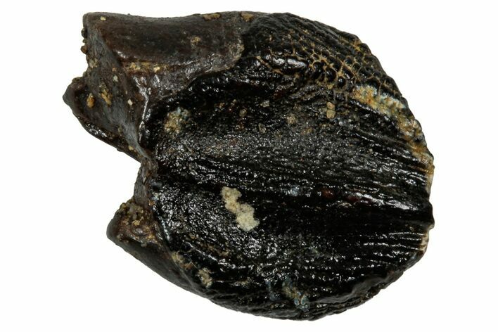 Fossil Dinosaur (Triceratops) Tooth - Montana #339858